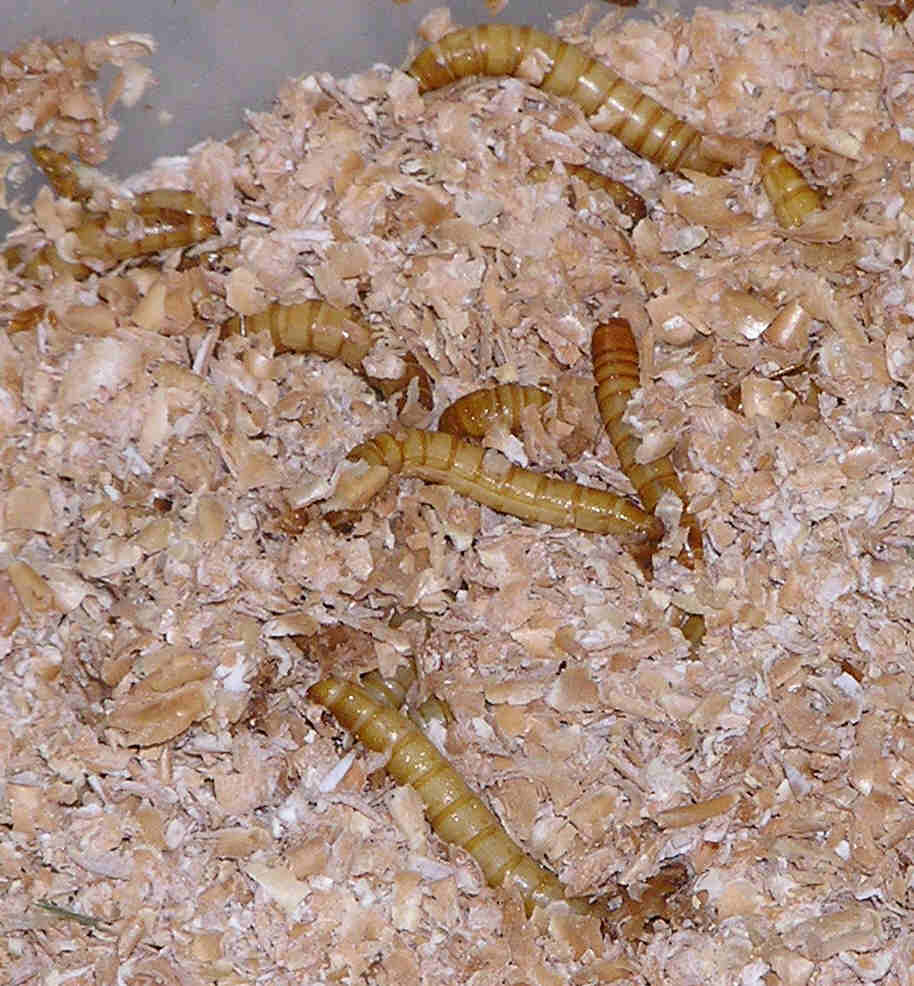 Golden live mealworms resting on a natural bedding of bran